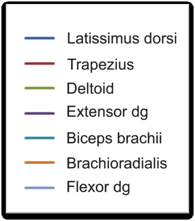 The electromyographically tested muscular groups